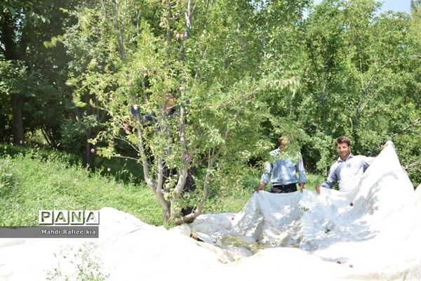 برداشت  محصولات در شهر مراغه