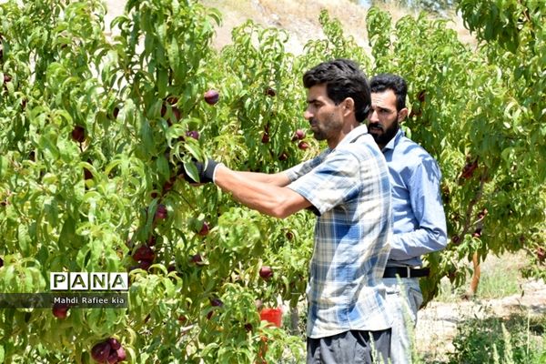 برداشت  محصولات در شهر مراغه