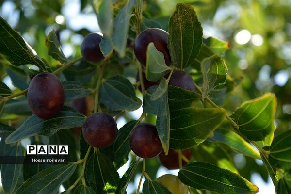 به ثمر رسیدن عناب های بومی شهرستان خوسف