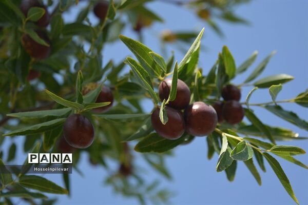 به ثمر رسیدن عناب های بومی شهرستان خوسف
