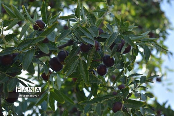 به ثمر رسیدن عناب های بومی شهرستان خوسف