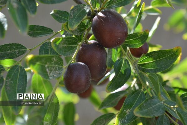 به ثمر رسیدن عناب های بومی شهرستان خوسف