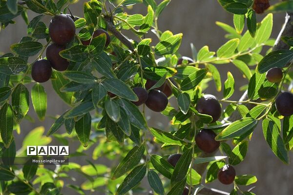 به ثمر رسیدن عناب های بومی شهرستان خوسف