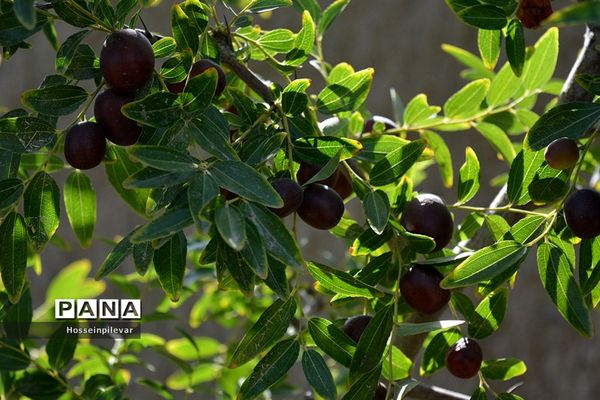 به ثمر رسیدن عناب های بومی شهرستان خوسف