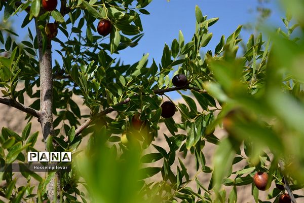 به ثمر رسیدن عناب های بومی شهرستان خوسف