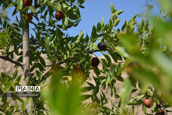 به ثمر رسیدن عناب های بومی شهرستان خوسف