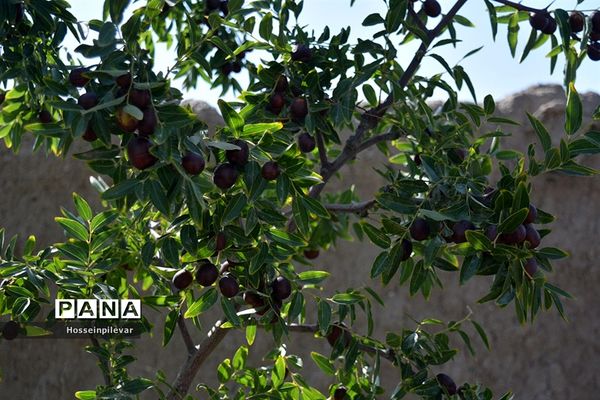 به ثمر رسیدن عناب های بومی شهرستان خوسف