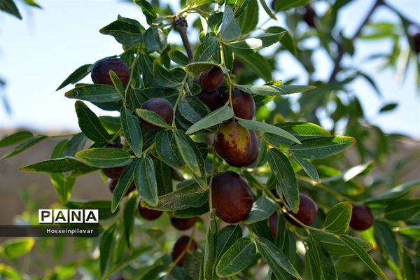 به ثمر رسیدن عناب های بومی شهرستان خوسف