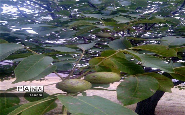 فصل برداشت گردو از راه رسید