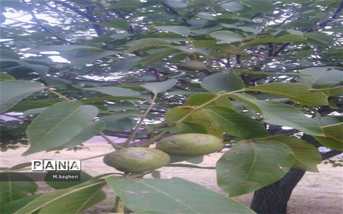 فصل برداشت گردو از راه رسید