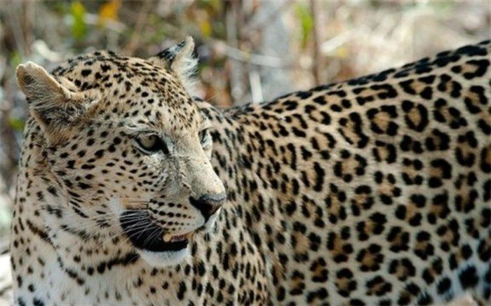 پلنگ دختر 6 ساله را خورد