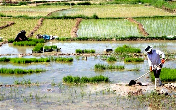 ممنوعیت کشت دوم در مزارع کشاورزی استان همدان