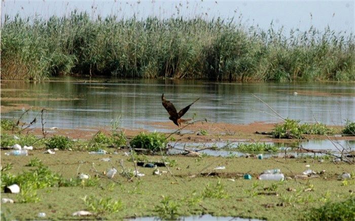 جزئیات جشنواره ایده‌ها و محصولات نوآورانه با تاکید بر جلب مشارکت مردم در حفاظت و احیای تالاب‌ها