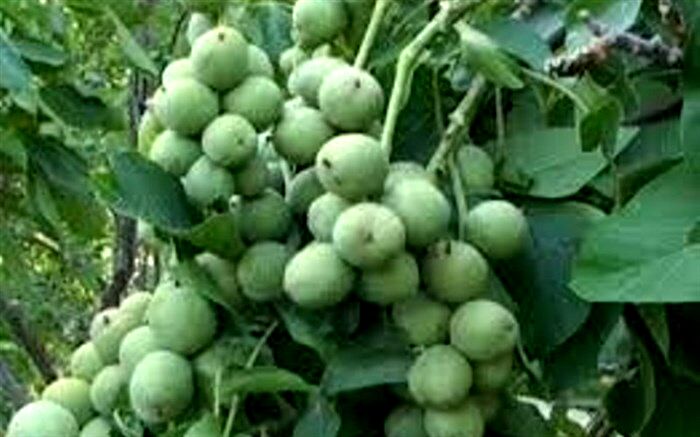 سالی پربار برای باغداران گردو در گیلان