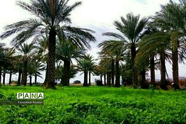 درختان خرما روستای بندان شهرستان نهبندان