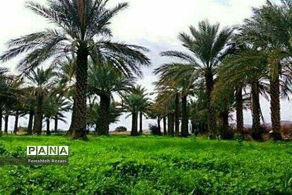 درختان خرما روستای بندان شهرستان نهبندان