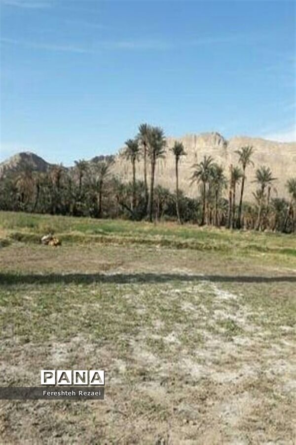 درختان خرما روستای بندان شهرستان نهبندان