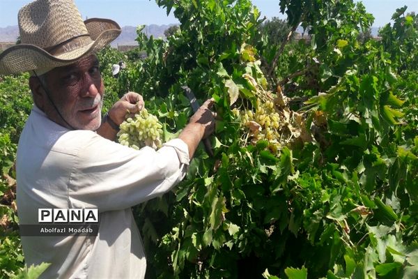برداشت محصولات انگور از تاکستان‌های منطقه خلیل آباد