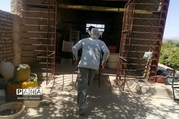 برداشت محصولات انگور از تاکستان‌های منطقه خلیل آباد