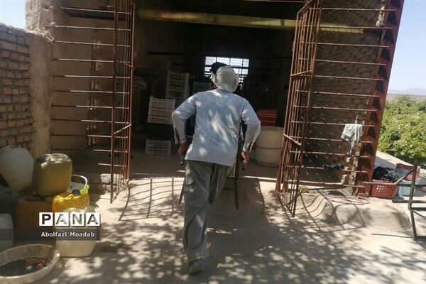 برداشت محصولات انگور از تاکستان‌های منطقه خلیل آباد