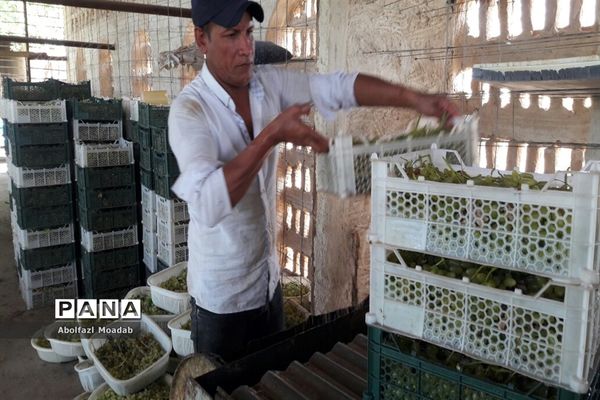 برداشت محصولات انگور از تاکستان‌های منطقه خلیل آباد