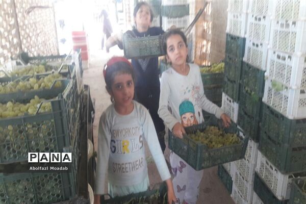 برداشت محصولات انگور از تاکستان‌های منطقه خلیل آباد