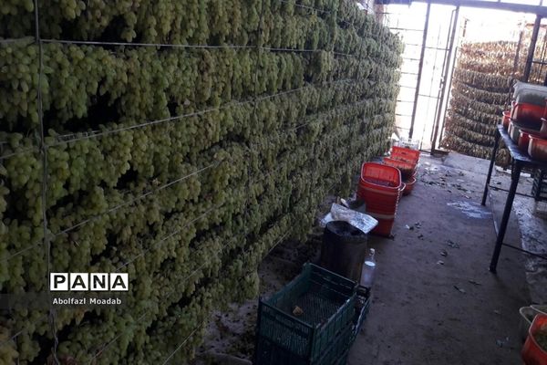 برداشت محصولات انگور از تاکستان‌های منطقه خلیل آباد