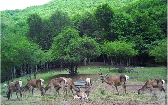 احیای نسل مارال‌ها، ارسباران دوباره جان می‌گیرد