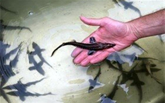 رهاسازی ۱۸۵ میلیون قطعه بچه ماهی خزری در رودخانه ها و تالاب های گیلان