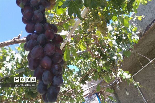 به ثمر رسیدن انگورهای بومی شهرستان درمیان