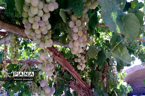 به ثمر رسیدن انگورهای بومی شهرستان درمیان