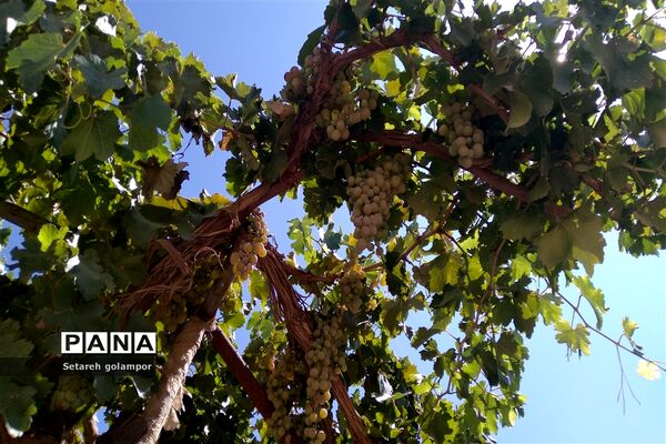 به ثمر رسیدن انگورهای بومی شهرستان درمیان