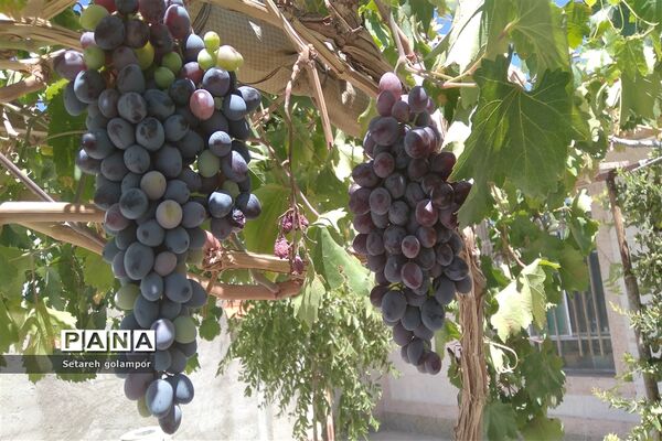 به ثمر رسیدن انگورهای بومی شهرستان درمیان