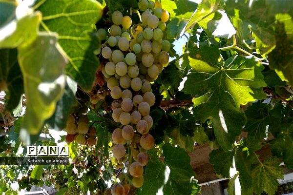 به ثمر رسیدن انگورهای بومی شهرستان درمیان