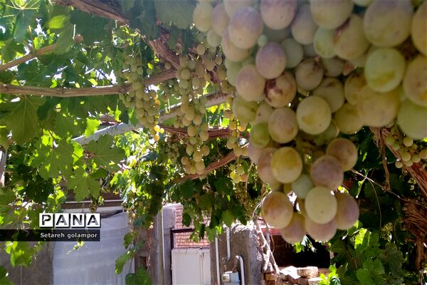 به ثمر رسیدن انگورهای بومی شهرستان درمیان