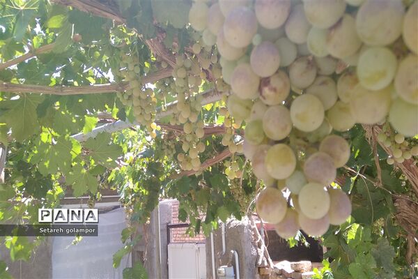 به ثمر رسیدن انگورهای بومی شهرستان درمیان