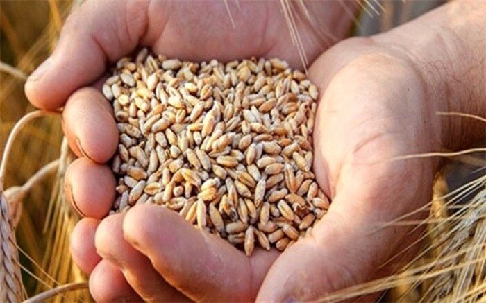 تاکید معاون وزیر جهاد کشاورزی بر حمل به موقع گندم