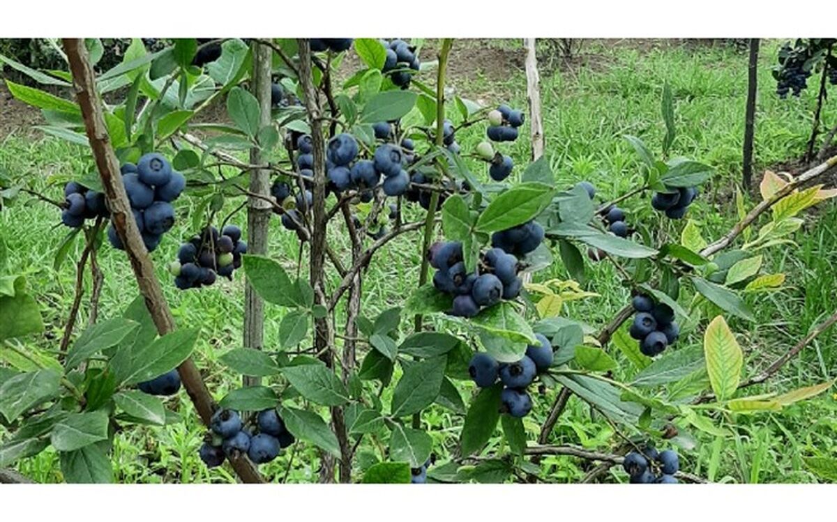 شناسایی ۲ گونه بلوبری برای کشت در گیلان