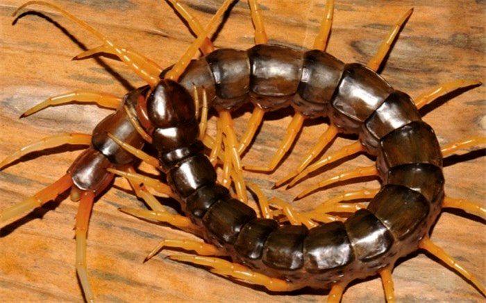 دیدن هزارپای بزرگ در آپارتمان