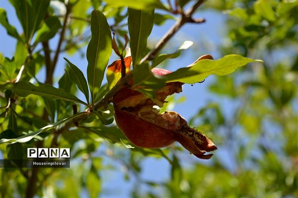به ثمر رسیدن انار درشهرستان خوسف