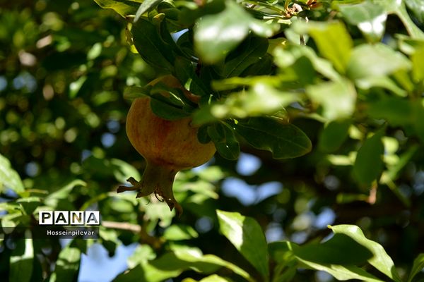 به ثمر رسیدن انار درشهرستان خوسف