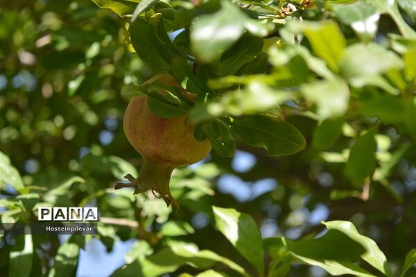 به ثمر رسیدن انار درشهرستان خوسف