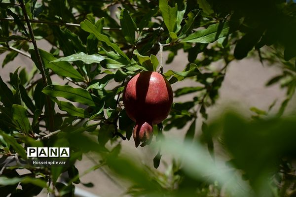 به ثمر رسیدن انار درشهرستان خوسف