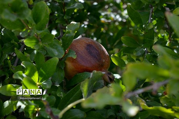 به ثمر رسیدن انار درشهرستان خوسف