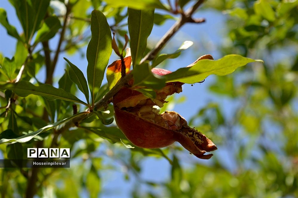 به ثمر رسیدن انار درشهرستان خوسف