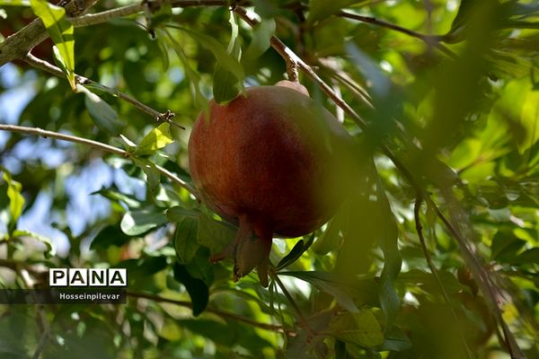 به ثمر رسیدن انار درشهرستان خوسف