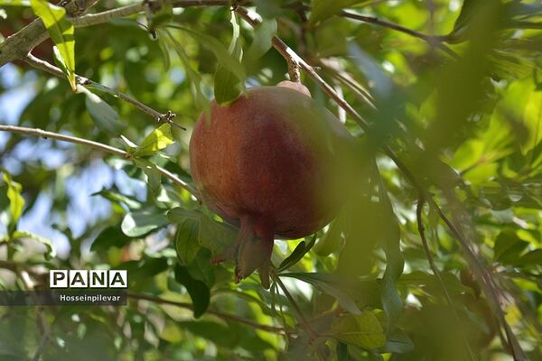 به ثمر رسیدن انار درشهرستان خوسف