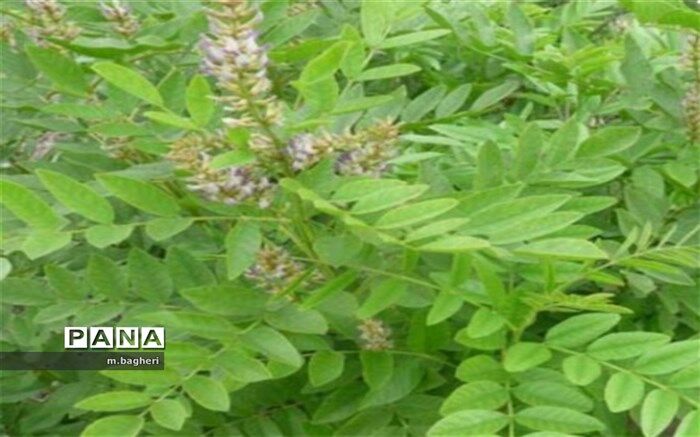شیرین بیان نعمتی خدادادی در شهر کاج