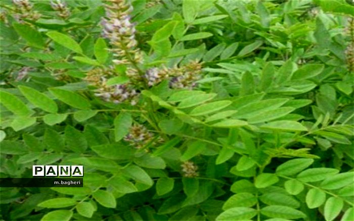 شیرین بیان نعمتی خدادادی در شهر کاج