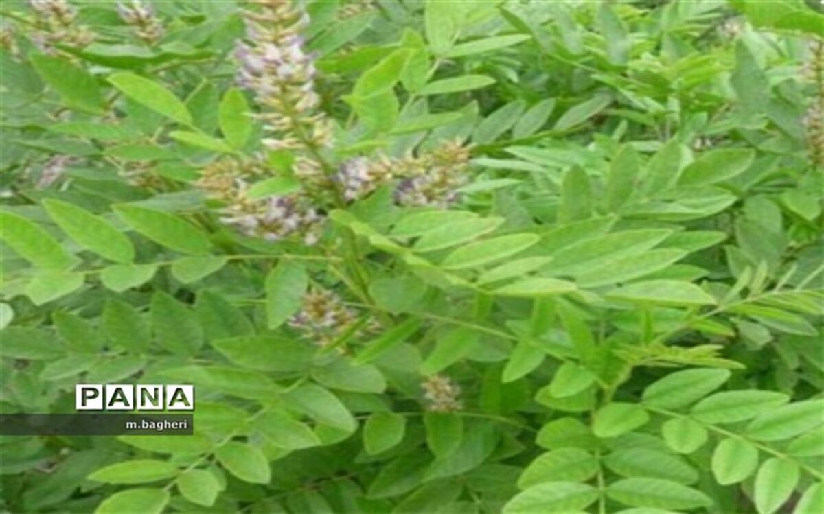 شیرین بیان نعمتی خدادادی در شهر کاج